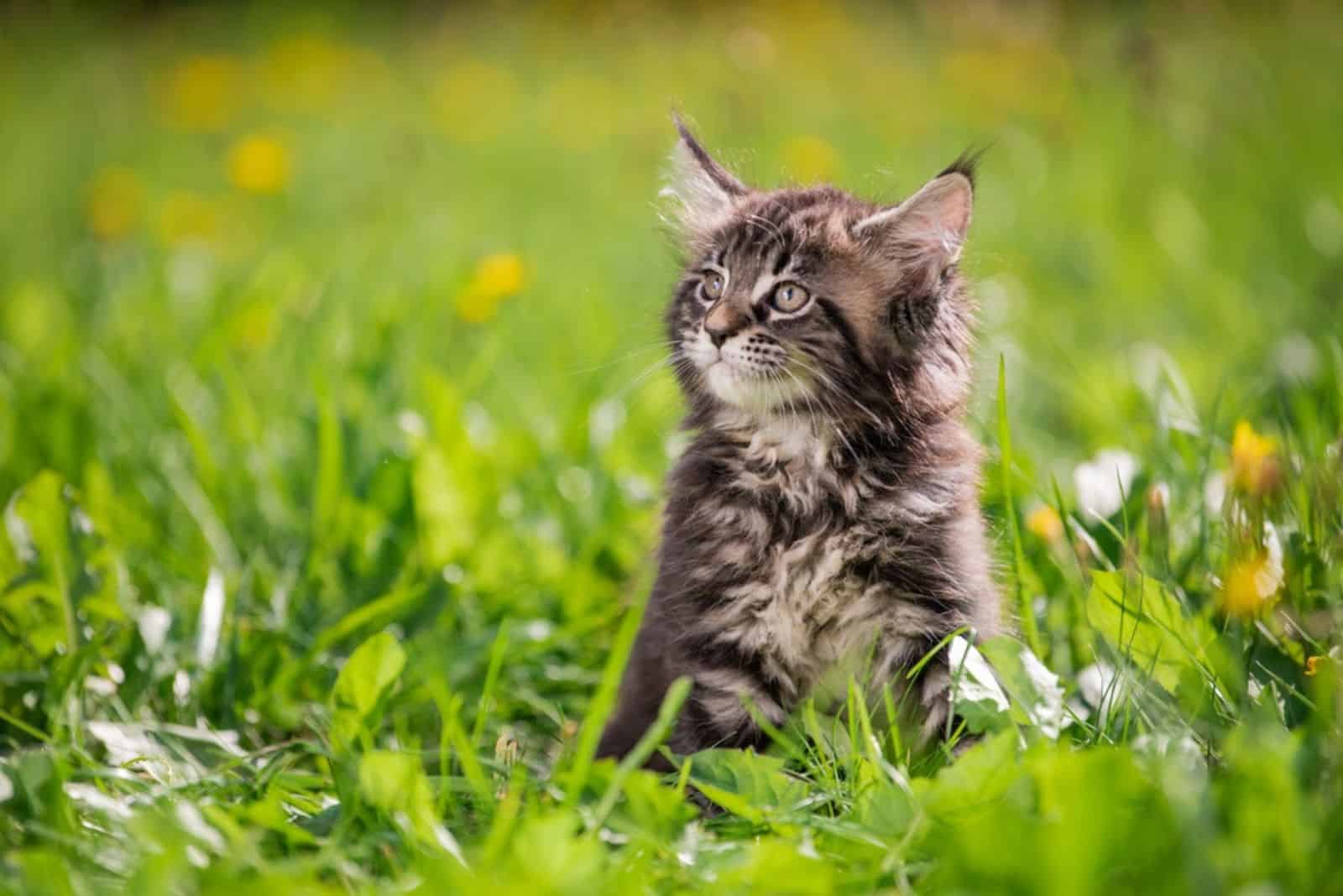 _Maine Coon kitten zittend in een groen gras