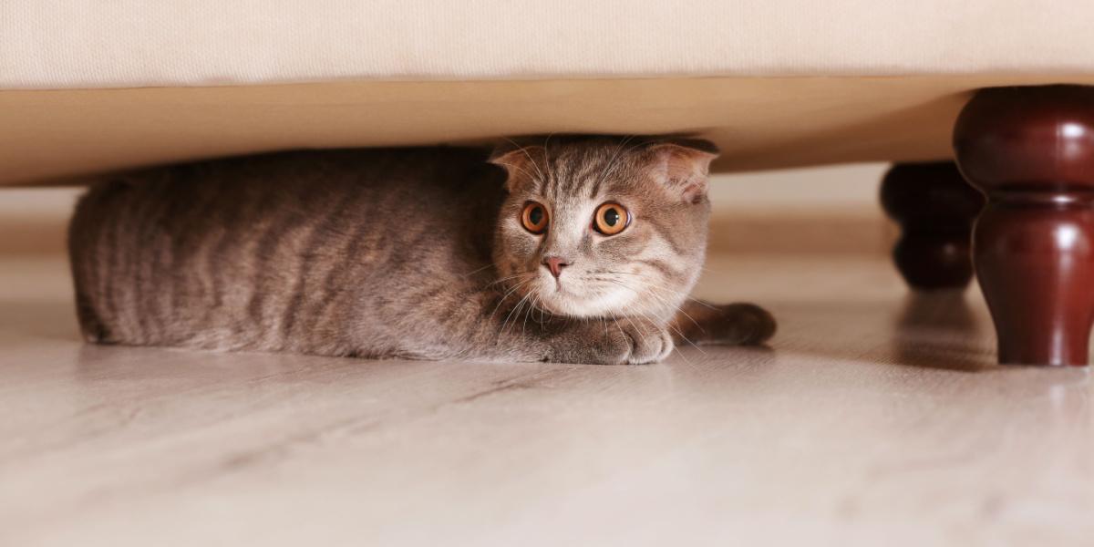 kat verstopt zich thuis onder meubels