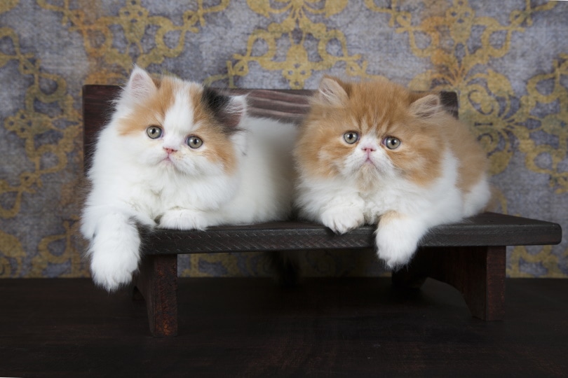 Perzische kittens liggend op bank