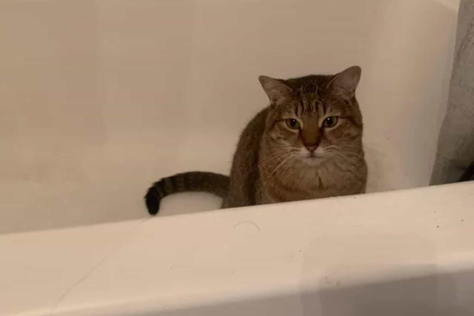 De kat zit in de badkuip