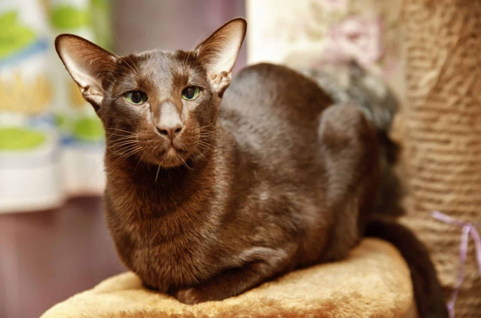 Havana bruine kat