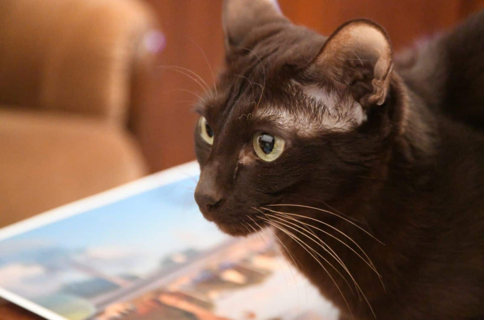 Havana bruine kat kijkt opzij