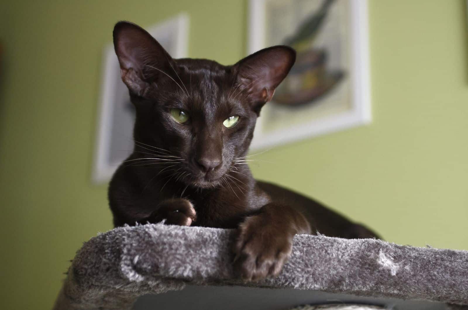 Havana bruine kat ontspannen thuis