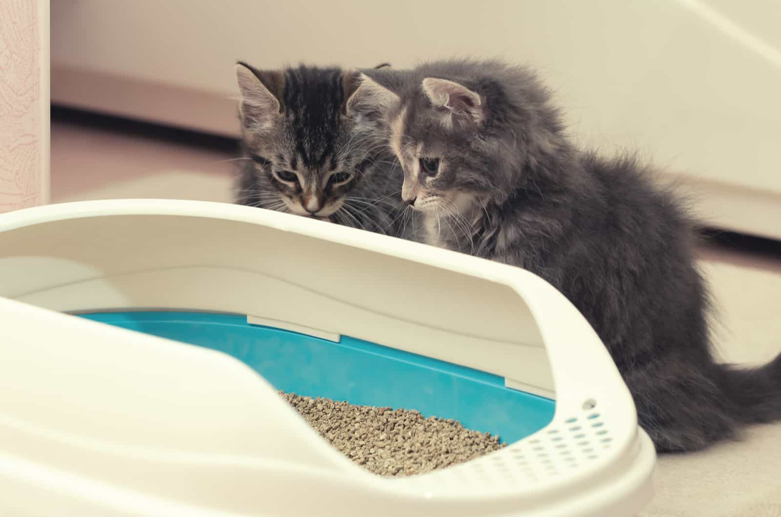 Twee schattige kittens zitten bij hun kattenbak
