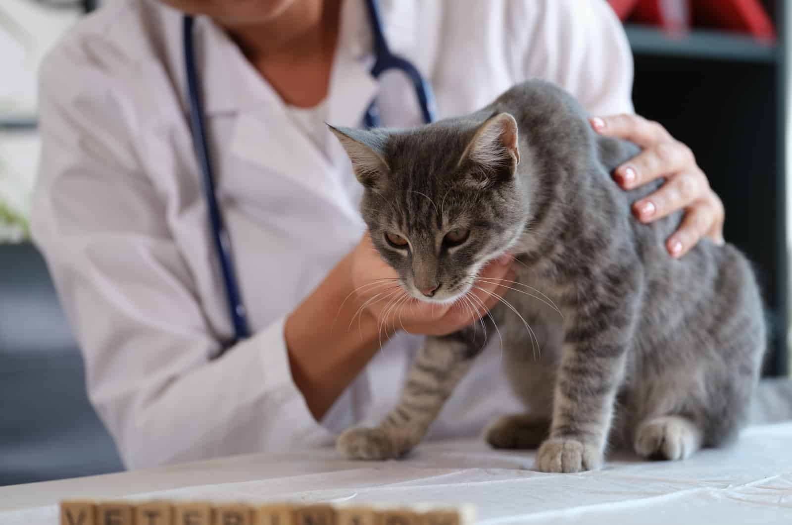 Vrouwelijke dierenarts houdt zieke kat close-up