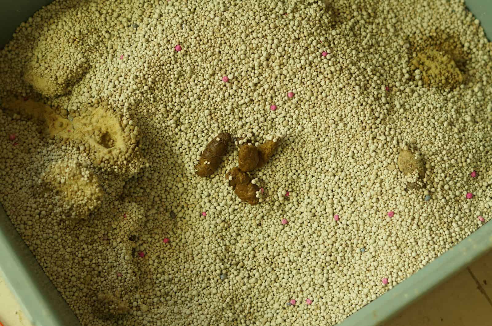 kattenpoep in een zand