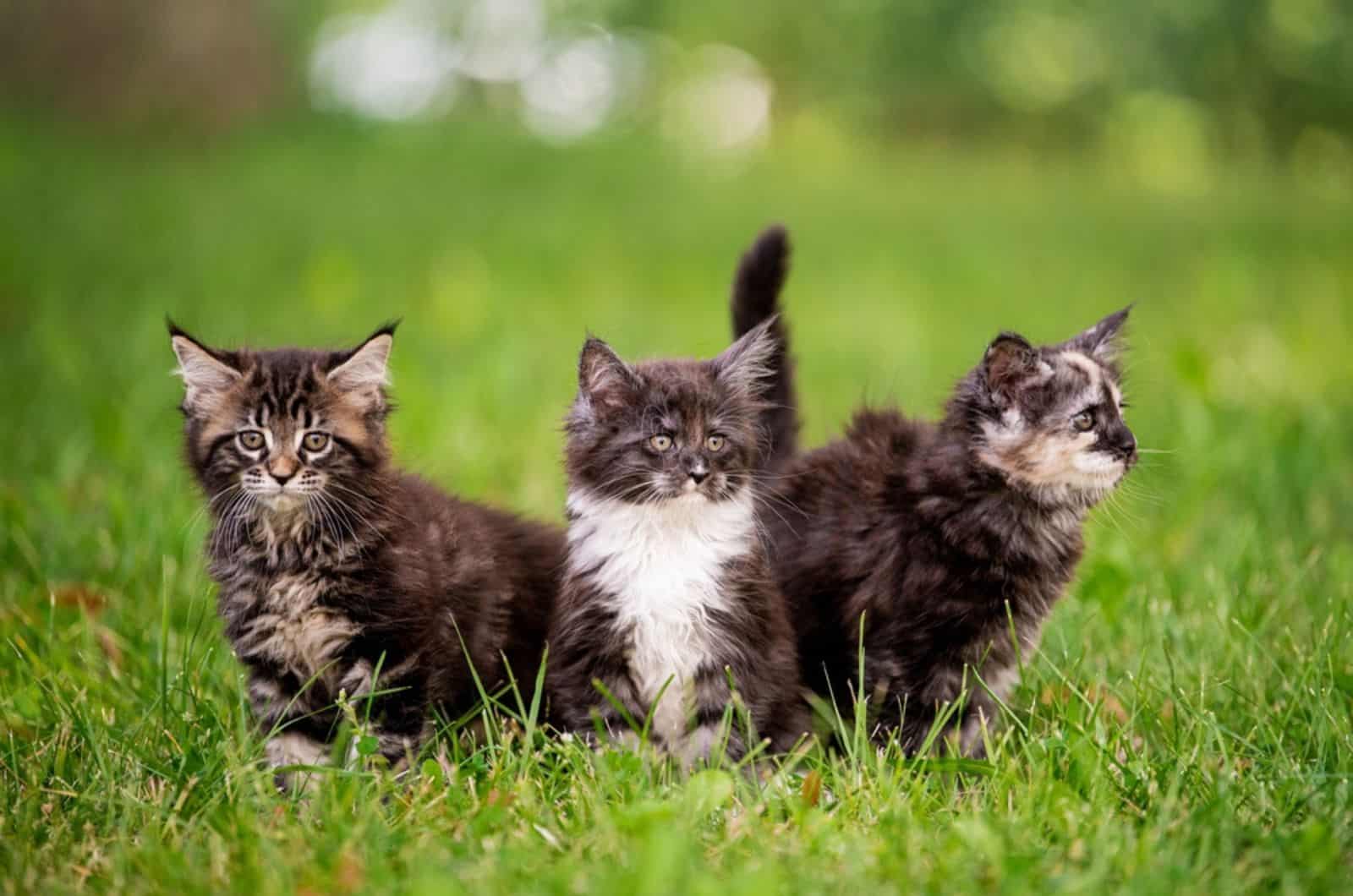   drie donzige Maine Coon kittens lopen op het groene gras.