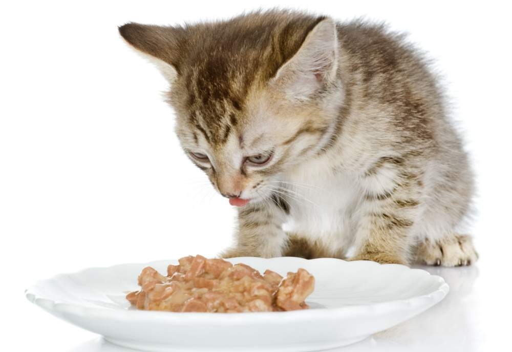 kitten die kattenvoer eet