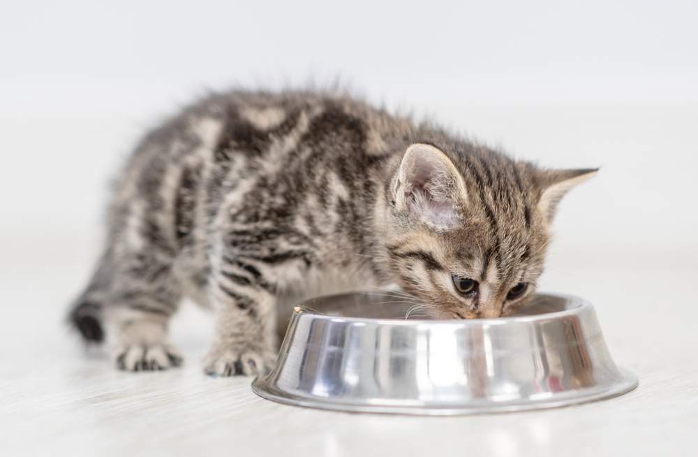 Kitten die thuis voedsel uit de schaal eten 