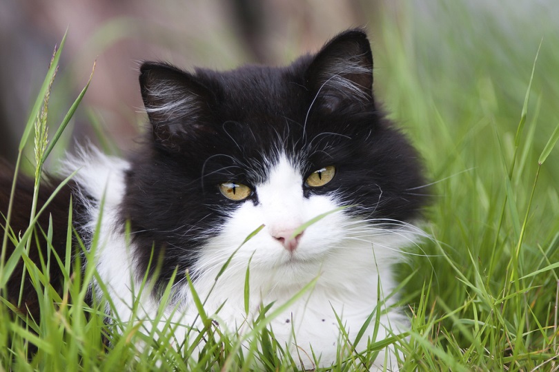 Zwart-witte smoking kat op gras