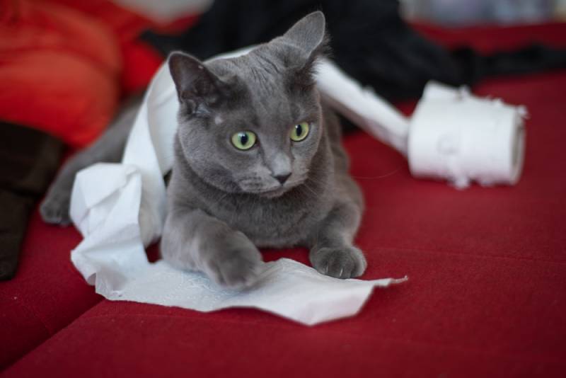 grijze kat die met wc-papier speelt