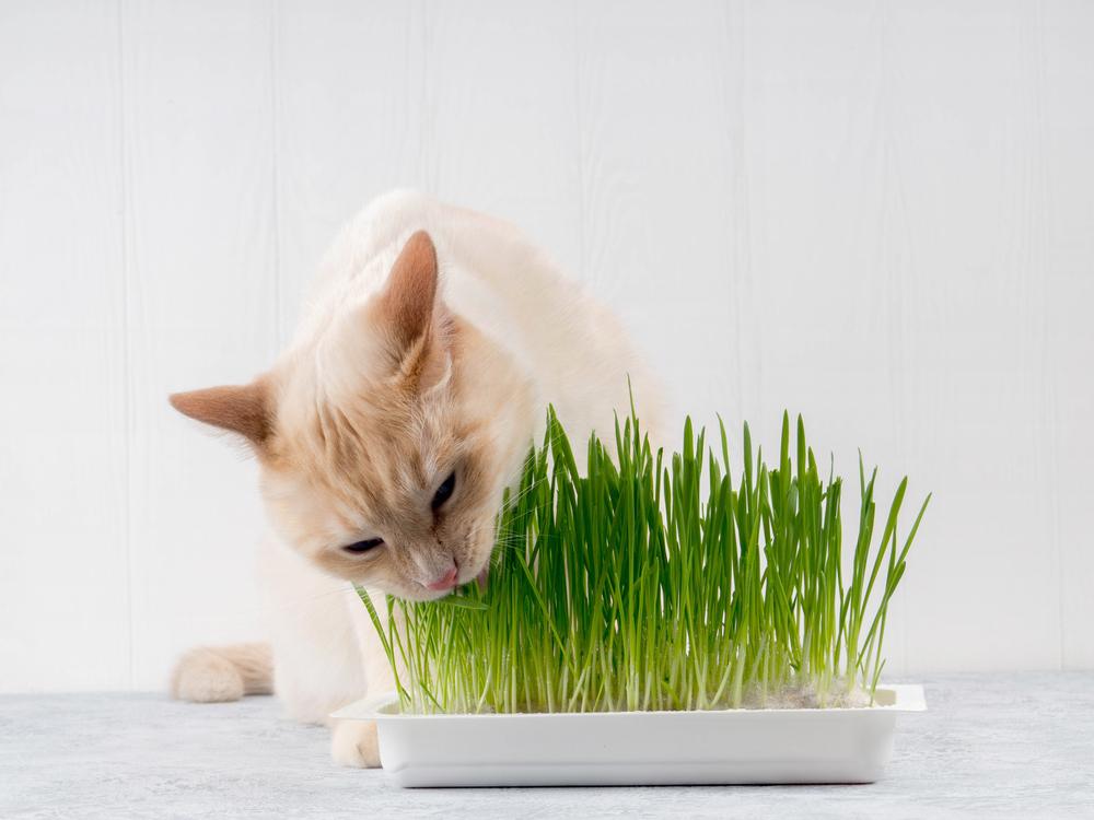 Kat eet vers groen gras