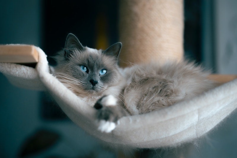 kat met blauwe ogen liggend op pluizige hangmat