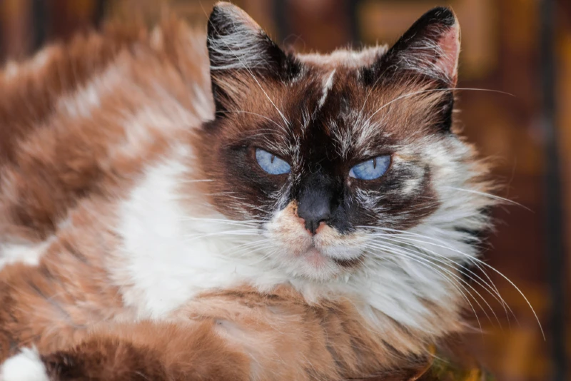Chocolade Tortie Point Ragdoll kat met blauwe ogen