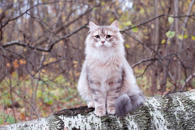 Siberische Kat