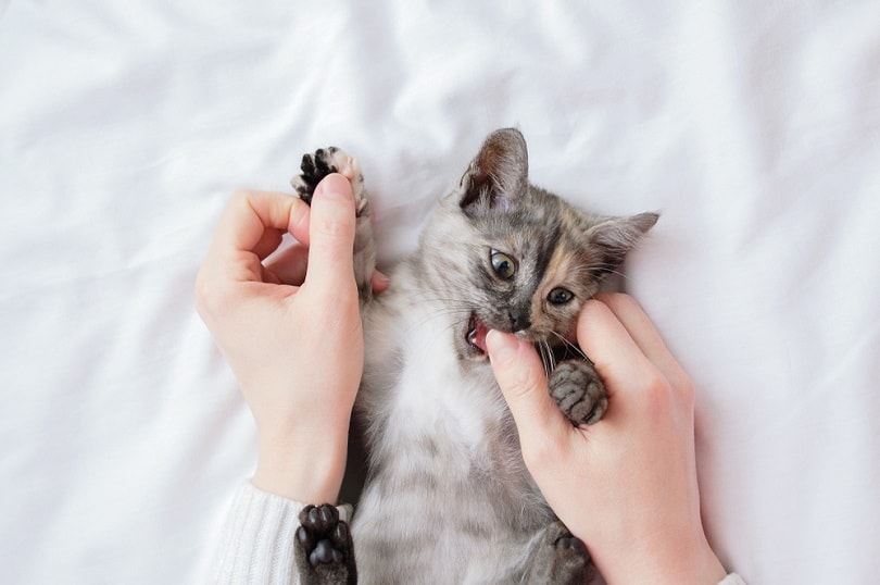 Een klein grijs kitten in de armen van een Kaukasische vrouw