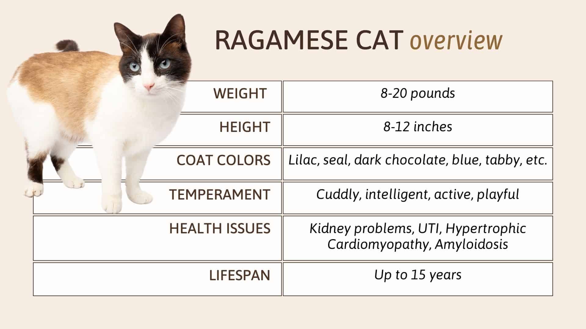 Ragamese Kat Kenmerken