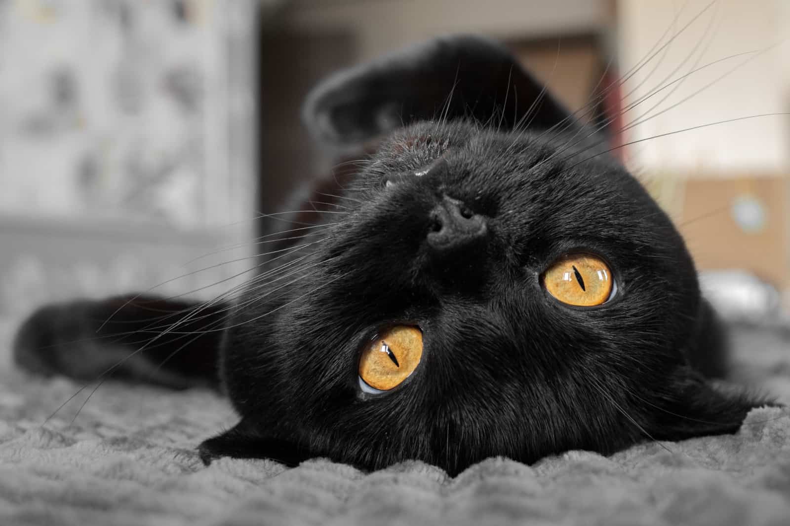 kat met zwarte snorharen die op de grond liggen