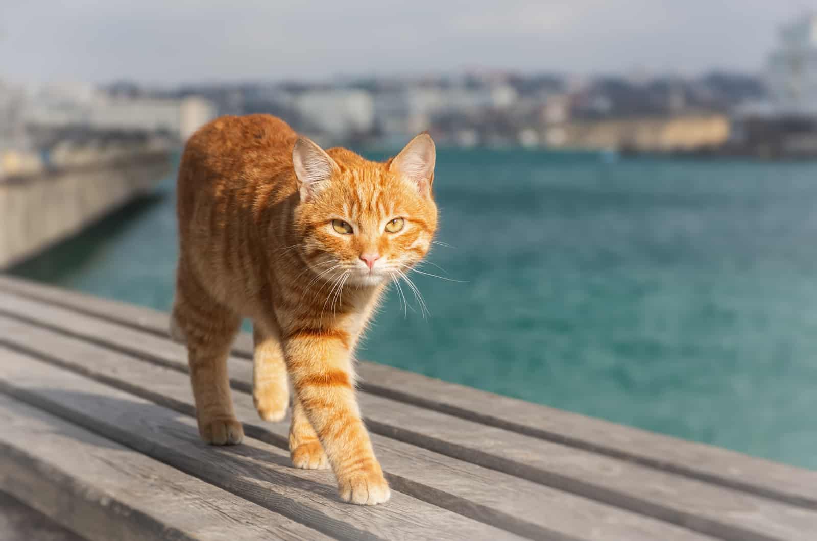 kat die op houten plank aan zee loopt