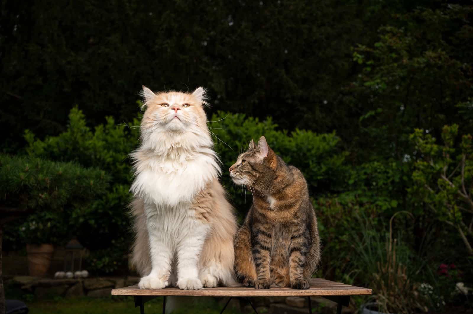 Main Coon Tabby Mix kat naast een kleinere kat die op een tafel zit