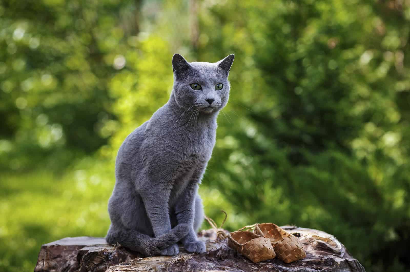Russische blauwe Siamese kat zittend op een rots