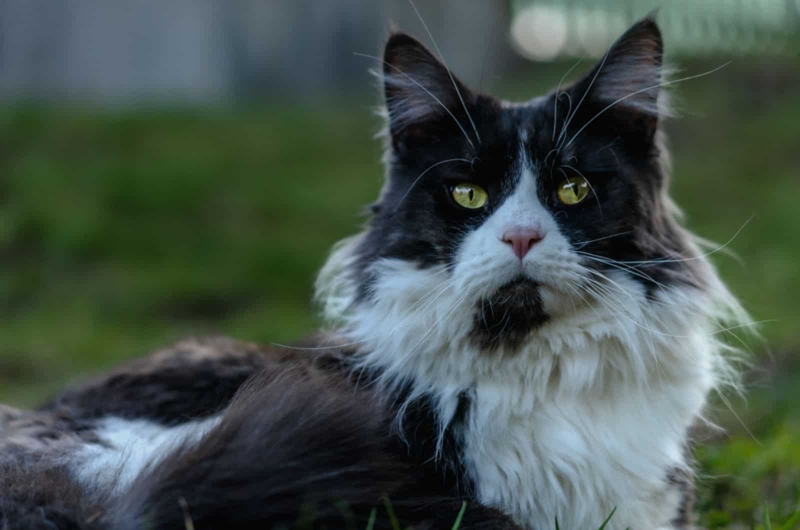 zwart-witte Main Coon kat ligt in het gras in de tuin