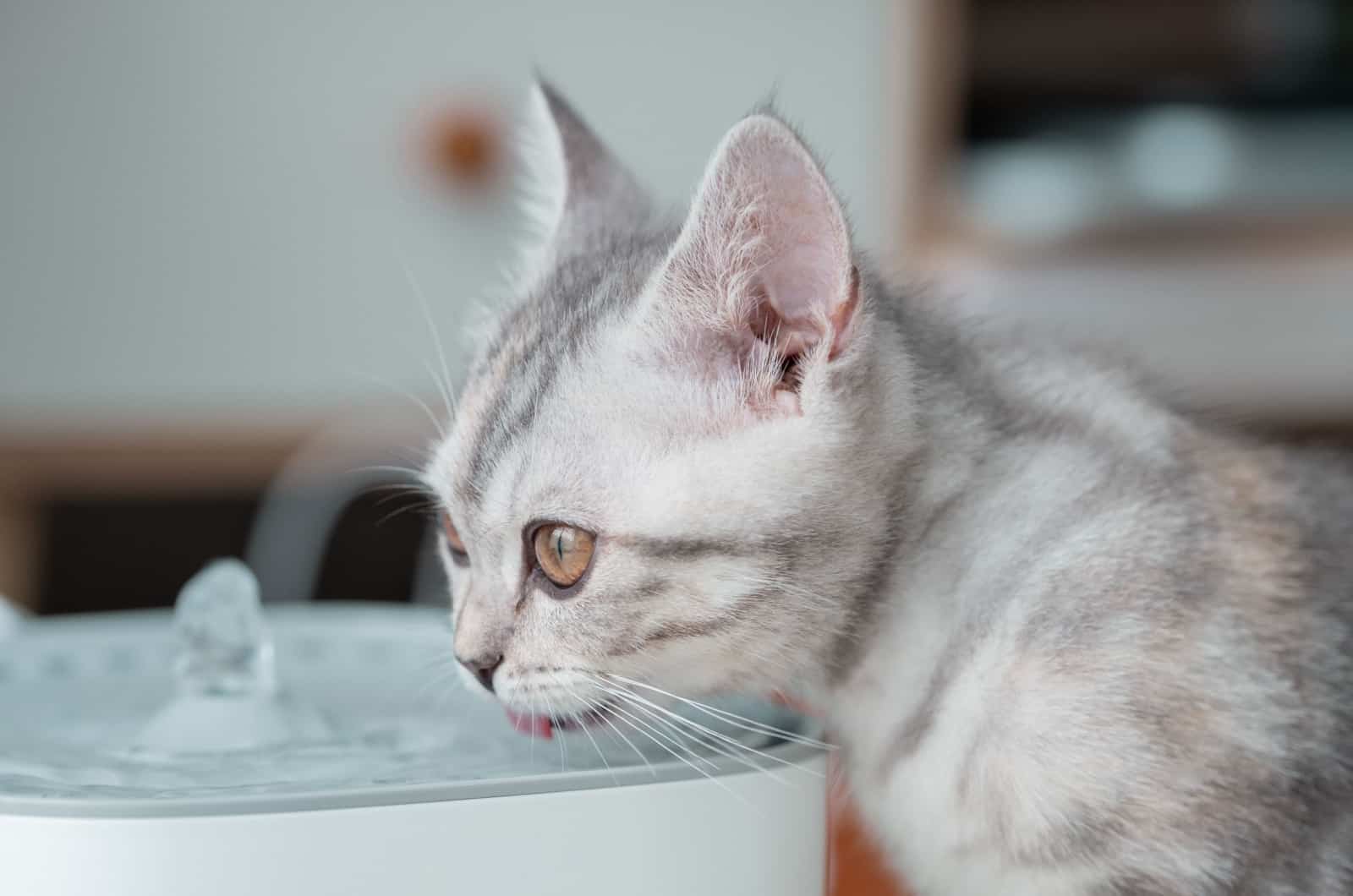 Kitten drinkwater