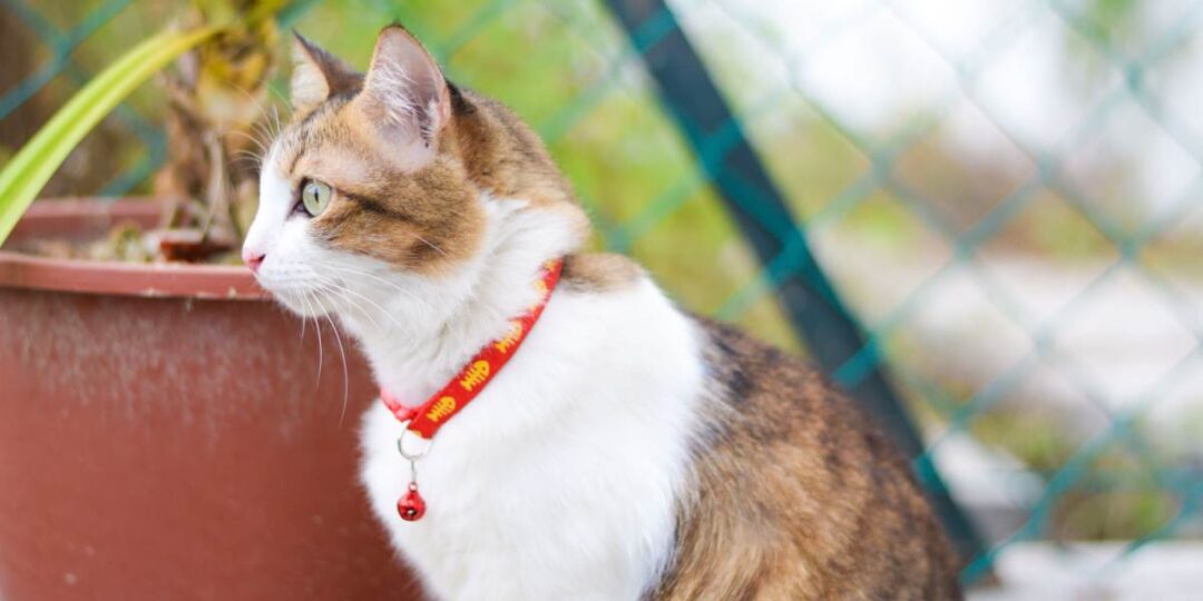 Hoe ver kunnen katten zien? 10 Amazing Cat Eyesight Feiten