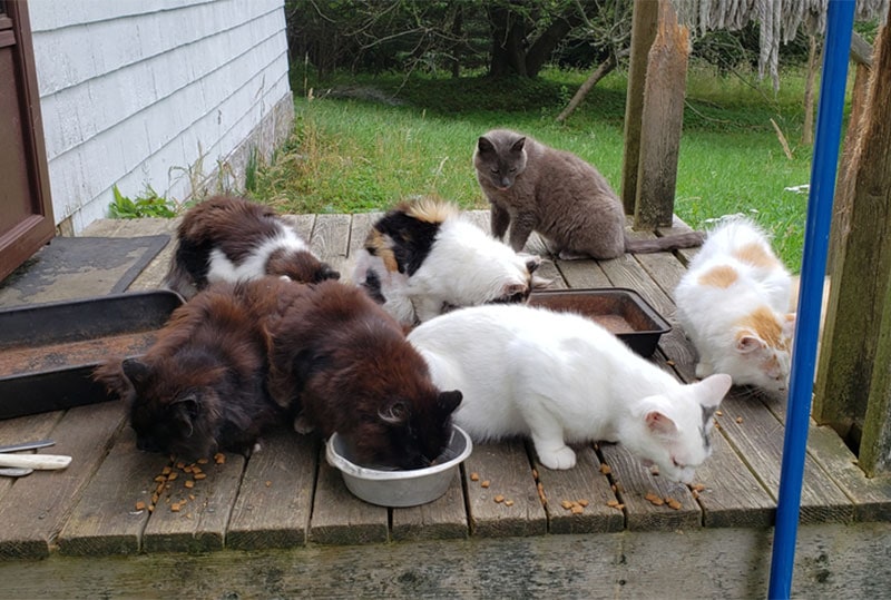 Verwilderde katten die kattenvoer eten