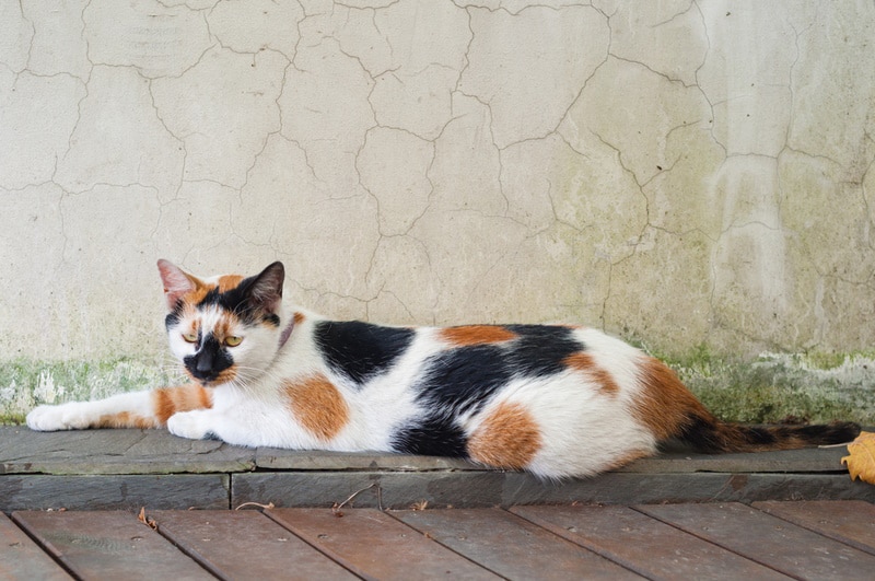 calico kat liggend op de grond