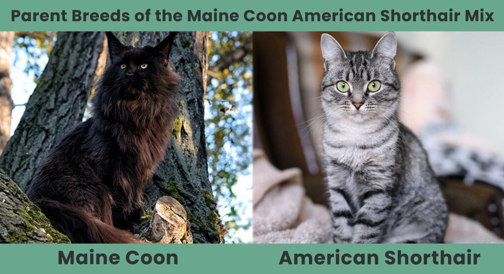 Ouderrassen van de Maine Coon American Shorthair Mix
