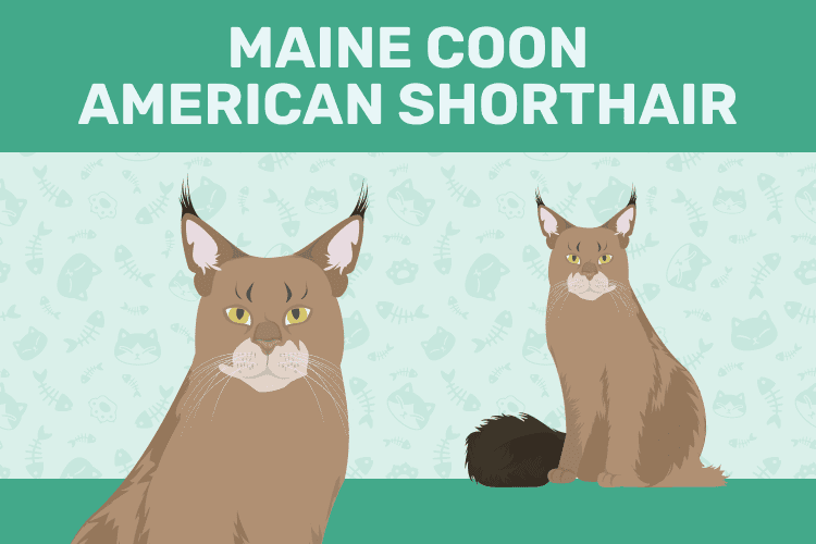Maine Coon American Shorthair kattenmix graphic