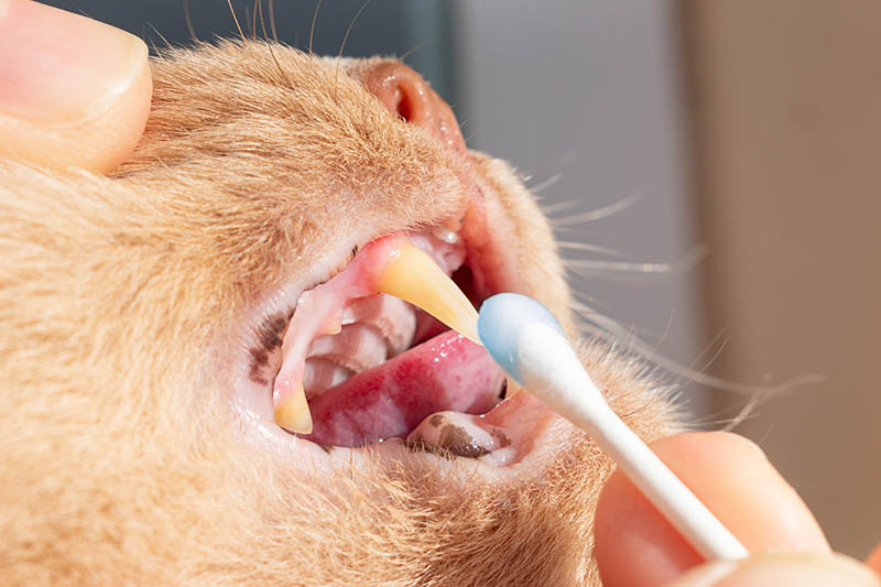 het aanbrengen van ontstekingsremmende gel op het tandvlees van de kat