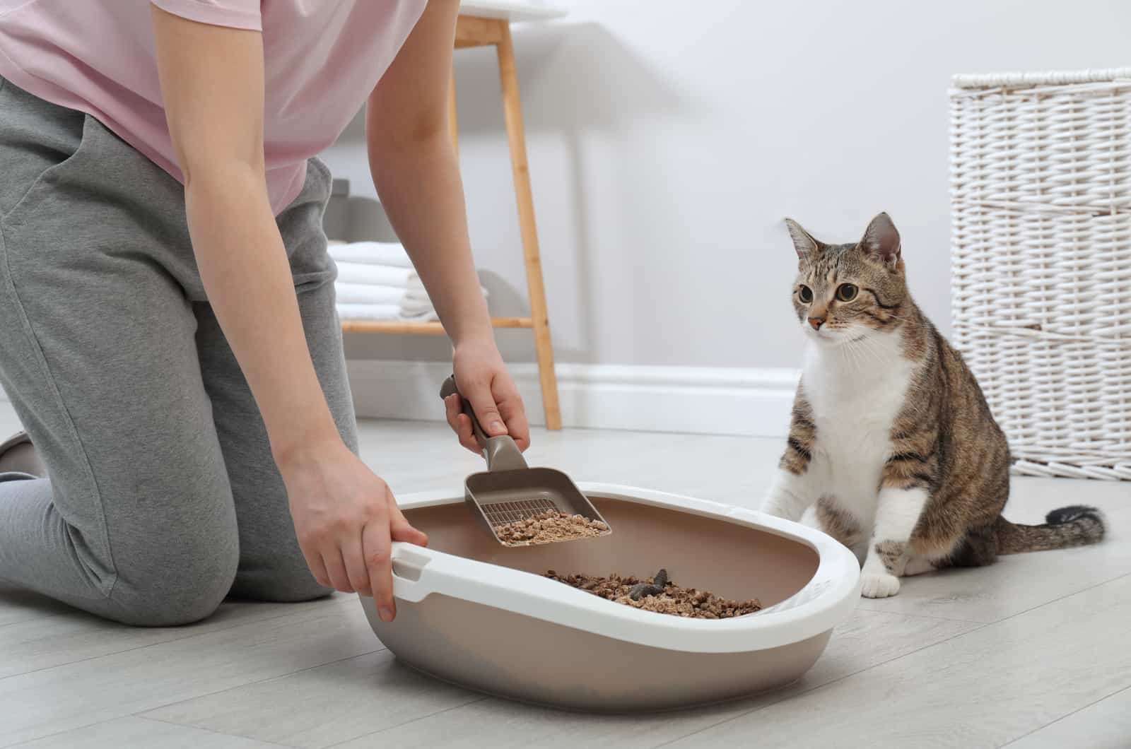 Vrouw die kattenbak thuis schoonmaakt
