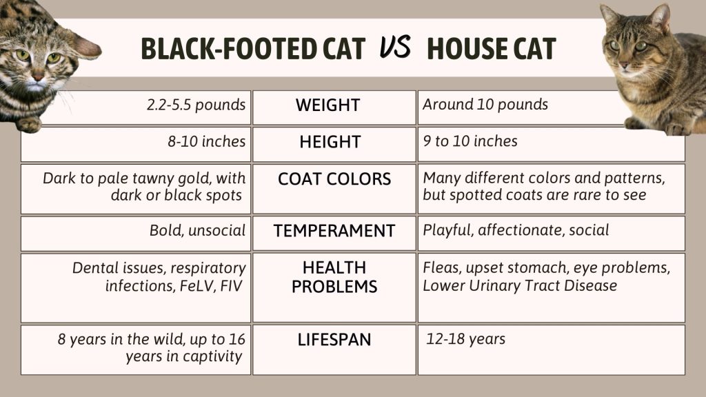 Black-footed vs House Cat vergelijkingstabel