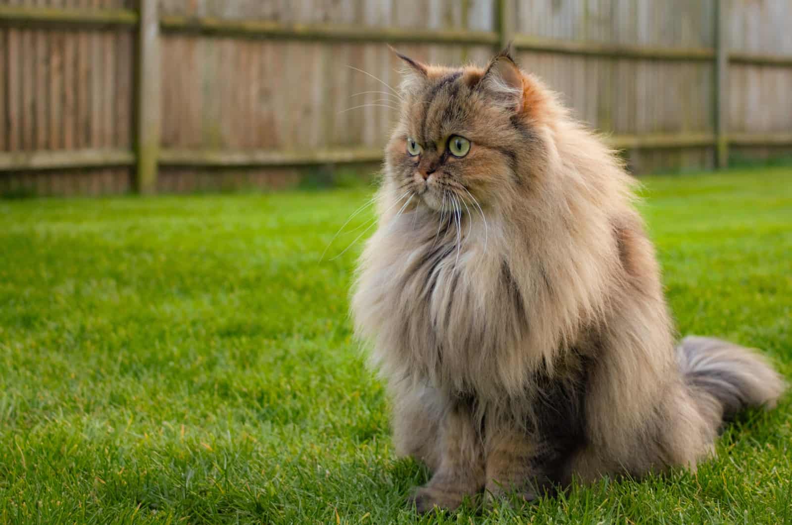 Perzische langharige kat zittend op gras