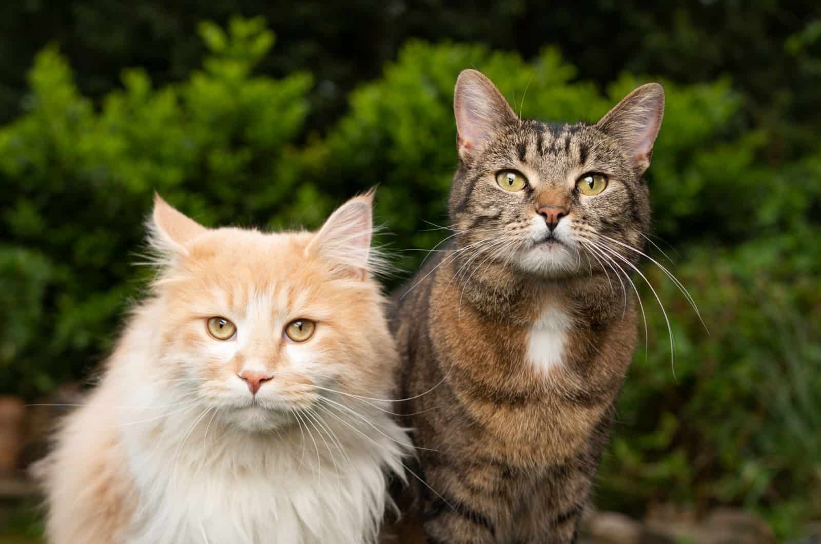 twee katten met verschillende vachtlengte