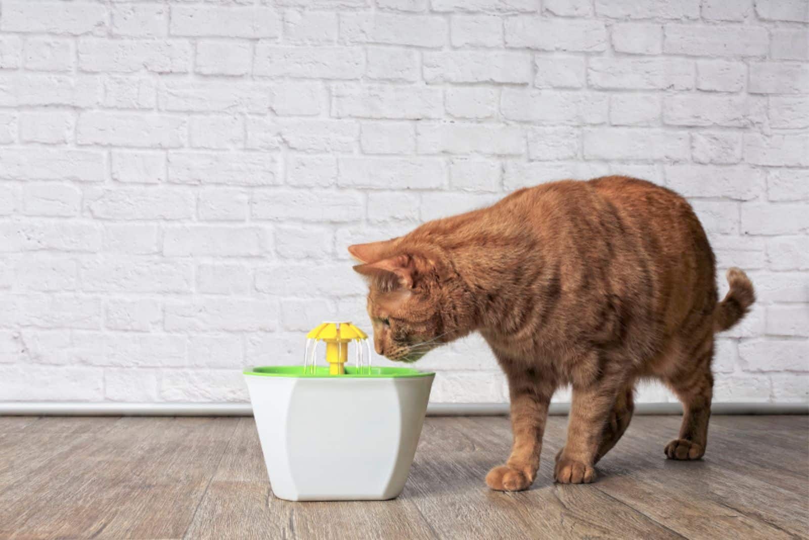 De gele kat drinkt water uit de kattenfontein