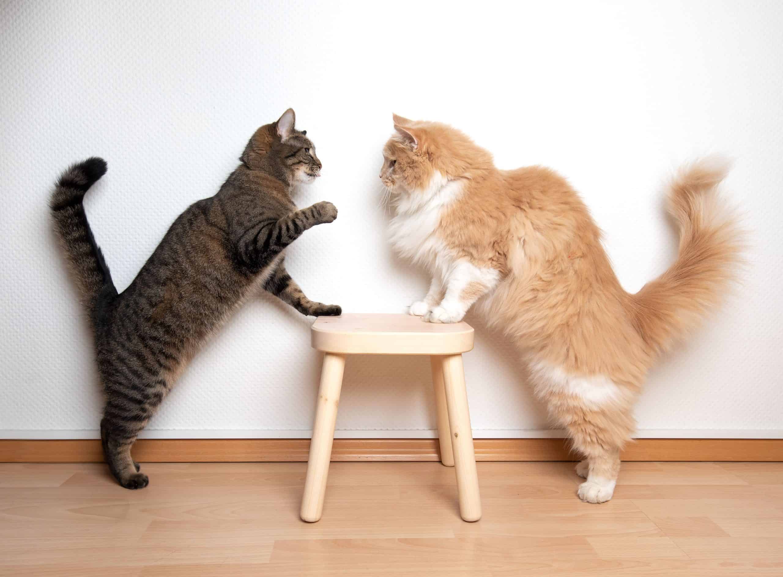 Katten vechten om minitafel