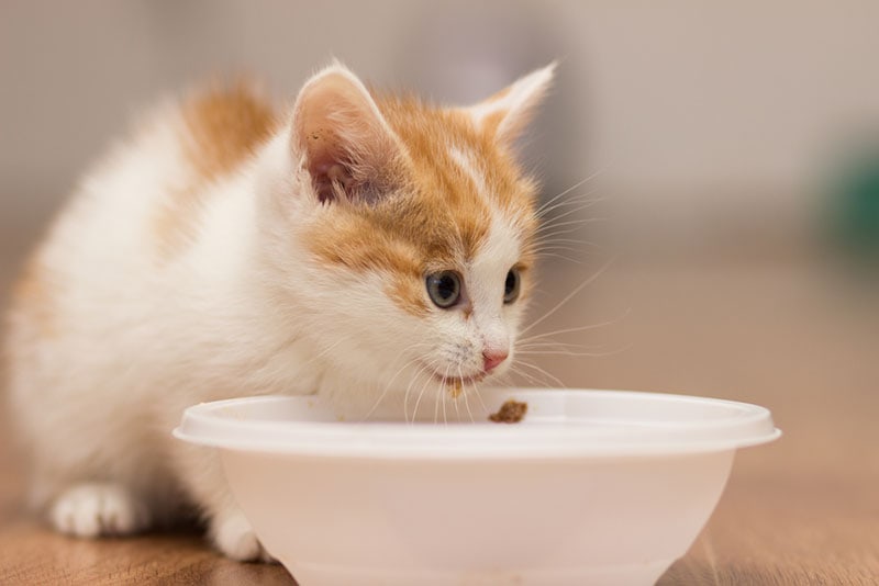 klein kitten dat voedsel uit de voerbak eet