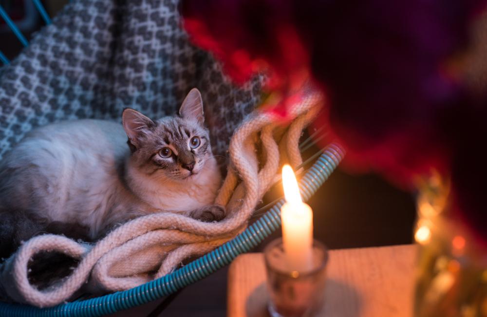 Kat op een deken kijkend naar kaarslicht