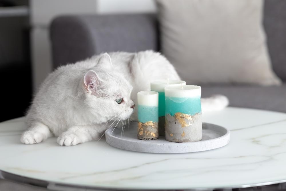 Witte Britse kat in de kamer op de tafel snuffelen kaarsen