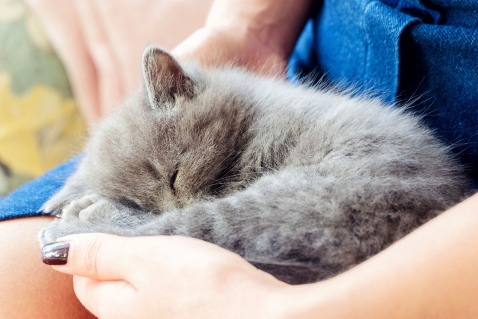 een kitten slaapt in de armen van een vrouw