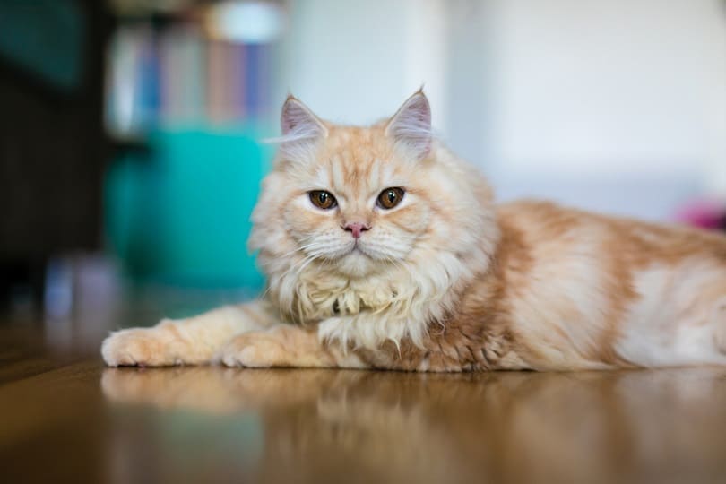 Leuke gember pop gezicht Perzische cat_CKYN voorraad photo_shutterstock