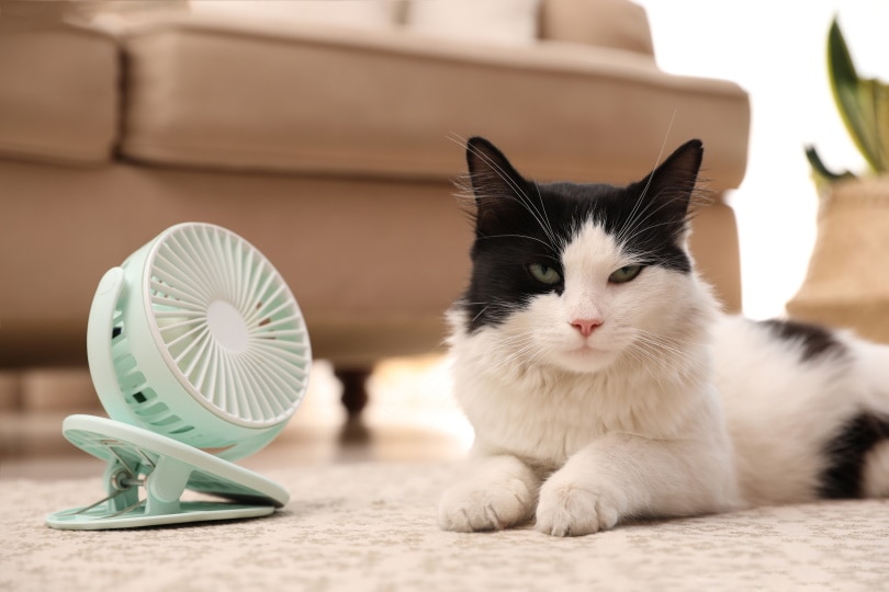 kat geniet van luchtstroom uit ventilator