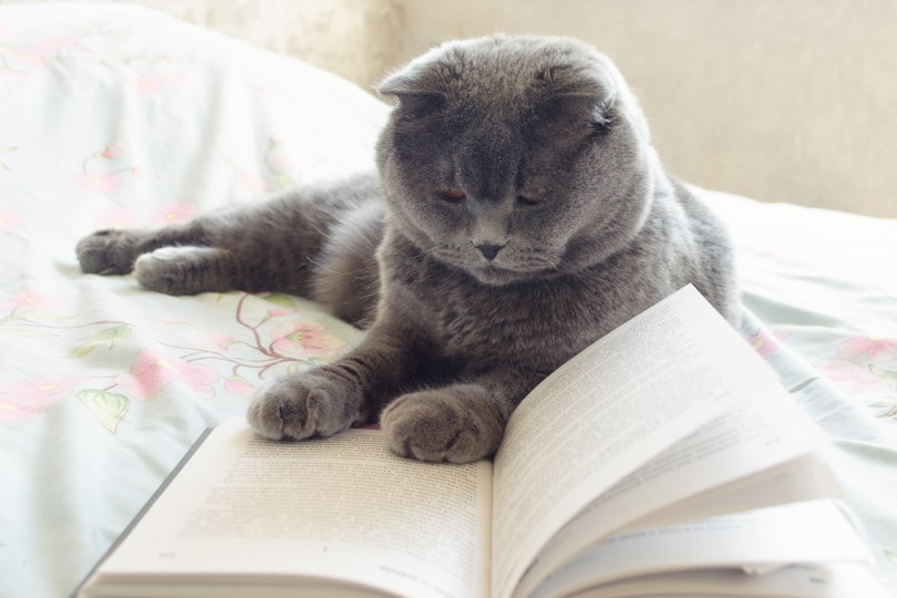 grijze kat leesboek