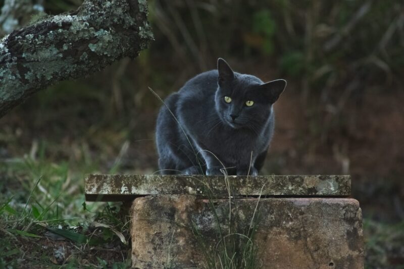 zwarte kat die buiten zit