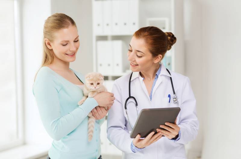 gelukkige vrouw en dierenarts arts met tablet-pc computer die schotse vouw kitten controleert