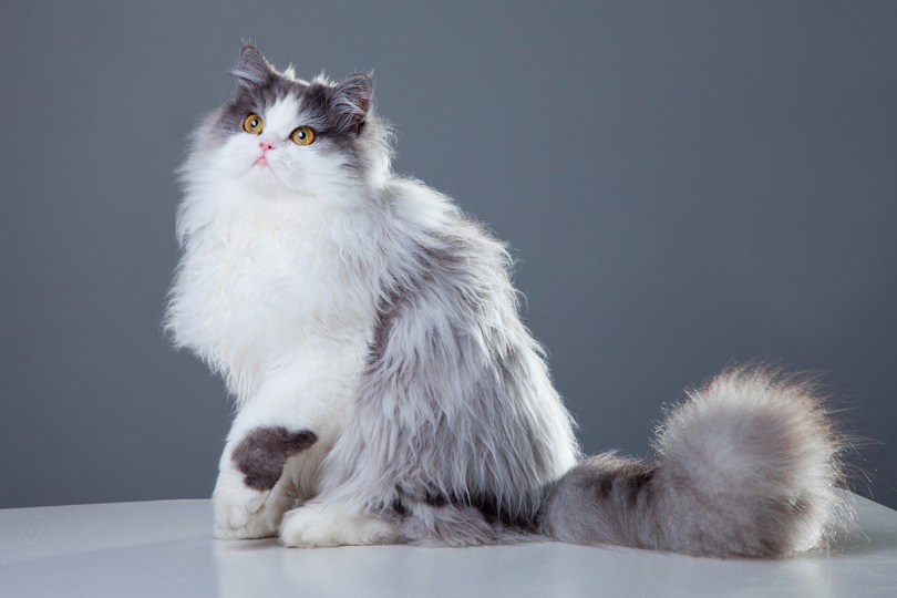 Portret van een mooie Perzische kat