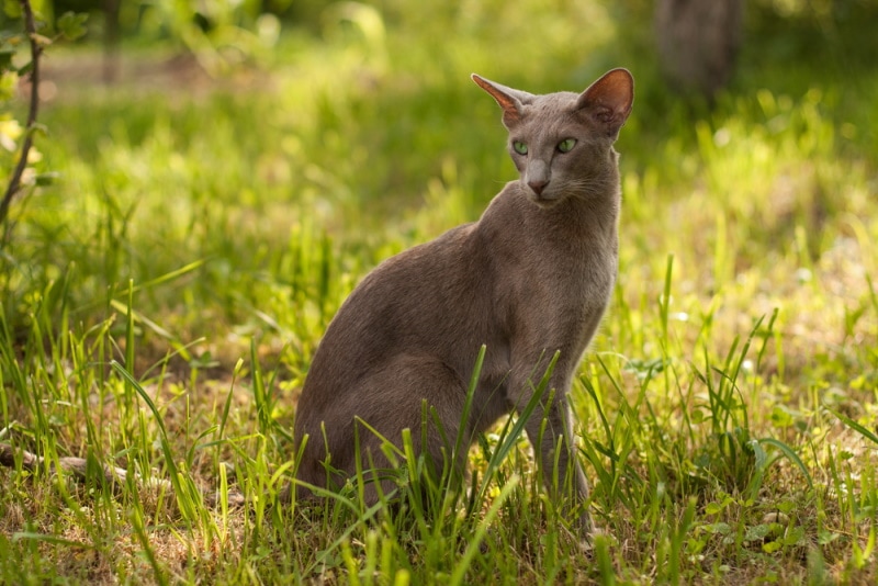 Oosterse korthaar kat zittend op het gras